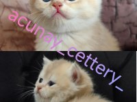 British shorthair kızımıza yeni aile arıyoruz