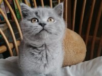 Babalık Hakkımız Teslime Hazır British Shorthair