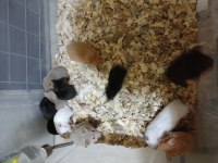 Yavru Tatlı Minik Hamsterler
