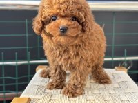 Show kalite tea cup kore poodle yavrularımız