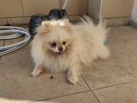 Pomeranian yavrularımız