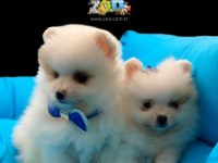 SAĞLIK GARANTİLİ POMERANİAN BOO YAVRULARIMIZ