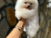 Yasal çiftlikte ziyarete açık pomeranian boo