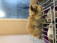 Orijinal Teddy Lop yavru tavşanımız Sahiplendirilecek