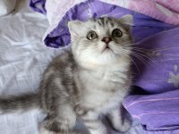 Üç aylık scottish fold ve british shorthair yavrular