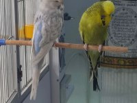 Şov jumbo takım olarak muhabbet kuşu