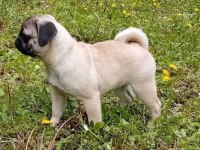 Harika pug bebekler