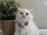 British shorthair pamuk beyazı yavrular