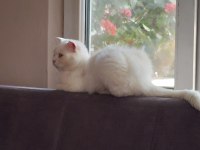 British shorthair kızımız yeni yuvasını arıyor