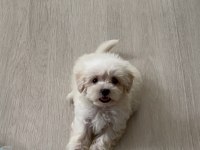 2 AYLIK YAVRU MALTESE SAFKAN