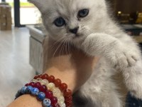 British shorthair kızım sahiplendirilecektir
