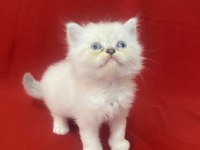 6 adet bi color silver shaded ve silver point kedimiz