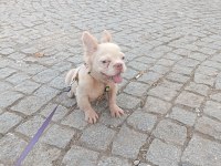 French Bulldog 4 Aylık