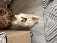 Aşısı Tam Güzel Pomeranian
