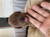 En İyi Poodle Benim Olsun Diyenlere