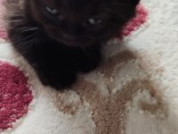 Uygun fiyatla british shorthair