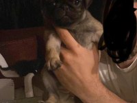 Pug bebekler