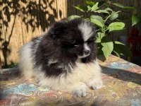 Pomeranian Boo Bicolor Erkek Uygun