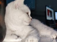 2 Aylık Güzeller Güzeli Silver Tabby Dişi Scottish
