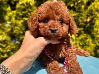 Sevimli Toy Poodle Yavrularımız