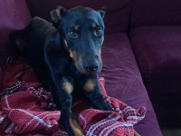 Acil Ücretsiz Doberman Sahiplendirme