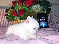 Çay fincanı white terrier bebek