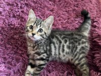 Bengal Kedisi Kızlar
