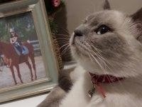 6 aylık blue point british shorthair