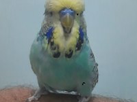 SHOW JUMBO MUHABBET KUŞU ERKEK
