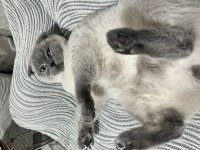 Scottish fold kedim oscar
