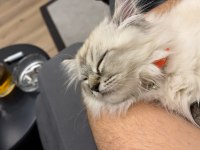 Acil Erkek 3 Aylık Chinchilla Kedisi