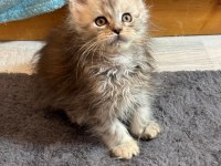 Türkiyenın en geniş referansına sahip kan hattı maine coon