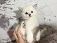 8 tane scottish fold yavrular 2 aylık