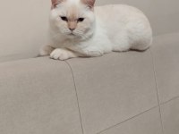 British Shorthair Erkek Red Point