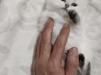 Göz Bebeğiniz Olacak Kedimiz