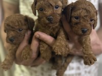 Güzel ve sağlıklı poodle bebekler