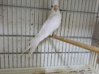 Dişi Albino Sultan Papağanı 1 Yaşına Yakın
