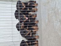 A Şecereli Köpekler Macar Koca Kafa Küt Burun