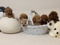 Orjinal 0 Numara Toy Poodle Yavrularımız