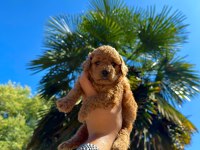 Teddy Face Toypoodle Bebekler Irkın En İyisi 