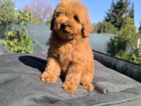 EN AKILLI TOY POODLE