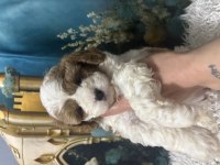 Özel ırk Maltipoo yavruları