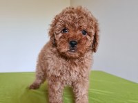 Redbrown Toy Poodle Yavrular
