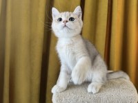 Blue golden british shorthair kedimiz fıstık