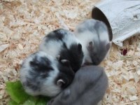 Her Irk Hamster Bebek Ve Malzemeleri Adrese Teslim Mevcut