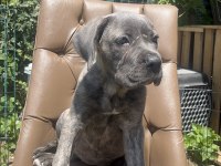 Cane corso köpeğimiz