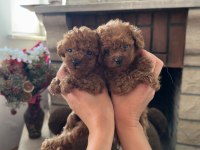 Toy Poodle Yavrularımız