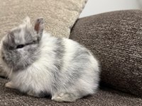 VETERİNER KONTROLLÜ EVCİL YAVRU TAVŞANLAR GÖNDERİLİR