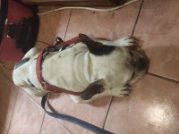 Fransız bulldog köpeğimizi sahiplendirmek istiyorum