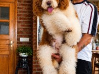 DEV POODLE YAVRULARI